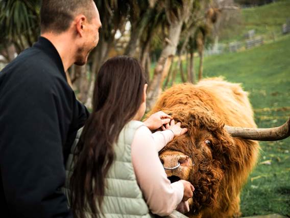 Two people stroking a Highland Cow at Walter Peak