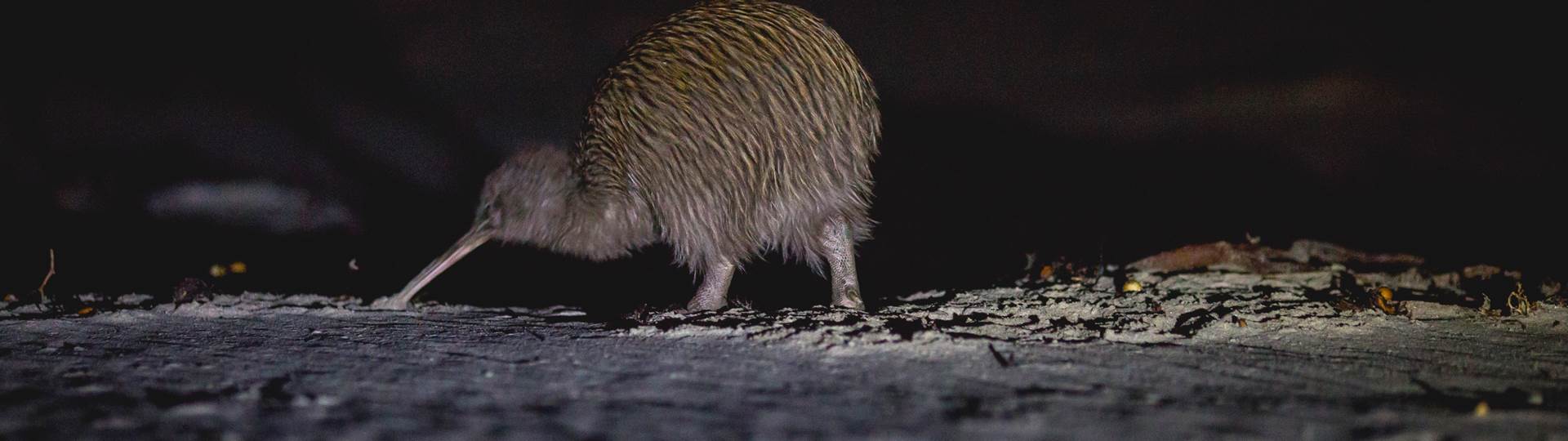 A wild kiwi bird explores Steward Island after dark